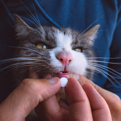 8 telltale signs that it’s time to take a cat to a vet